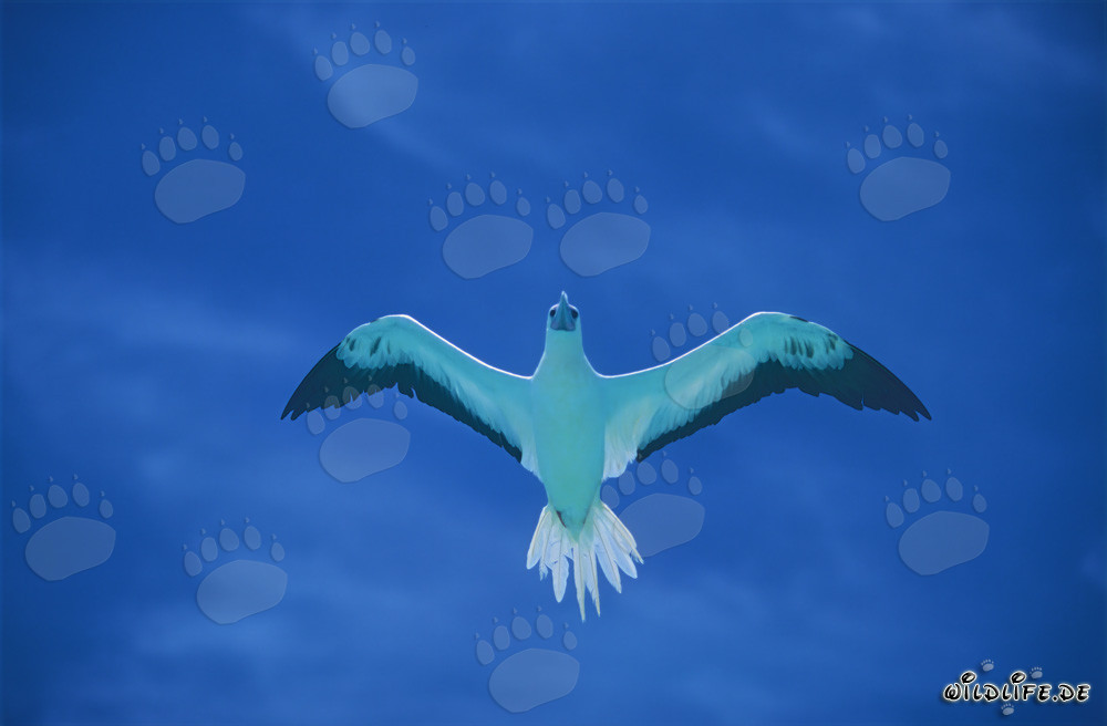 Fascinating Flight of the Red-footed Booby on Midway Atoll