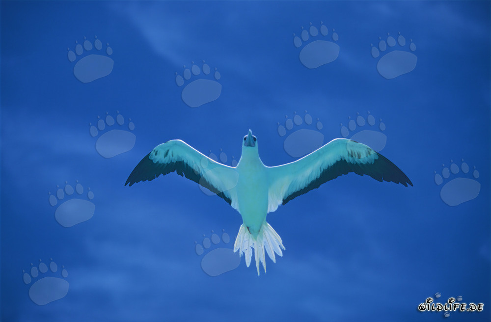 Affascinante volo del Suula suula a Midway Atoll