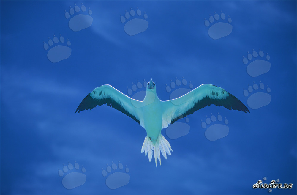 Fascinante vuelo del Piquero de patas rojas en Midway Atoll