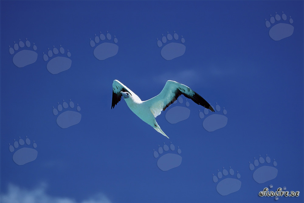 Vol fascinant du Fou à pieds rouges à Midway Atoll