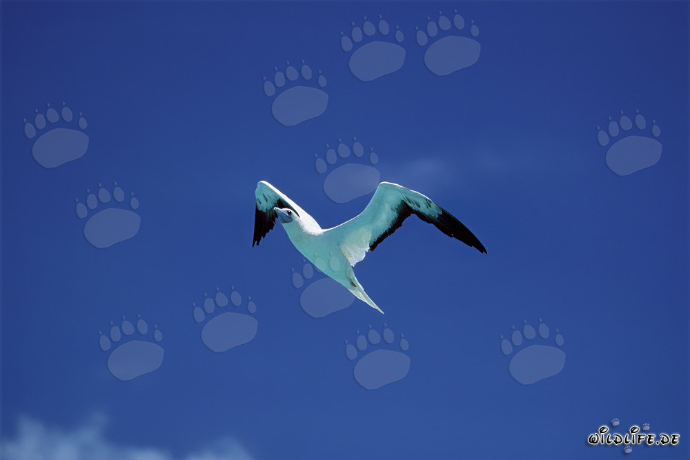 Fascinante vuelo del Piquero de patas rojas en Midway Atoll