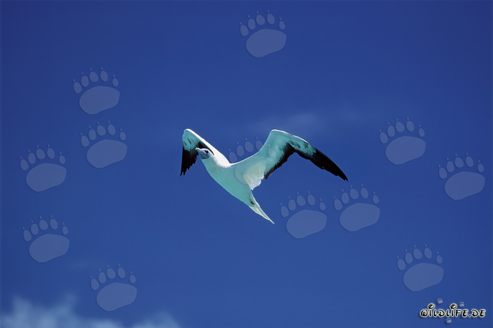 Fascinating Flight of the Red-footed Booby on Midway Atoll