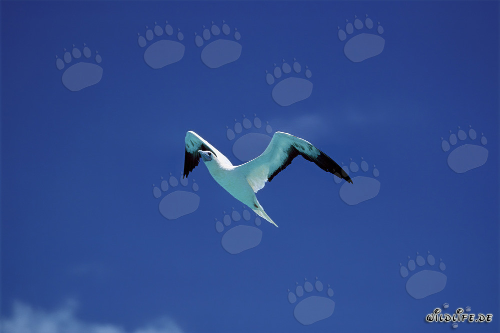 Affascinante volo del Suula suula a Midway Atoll