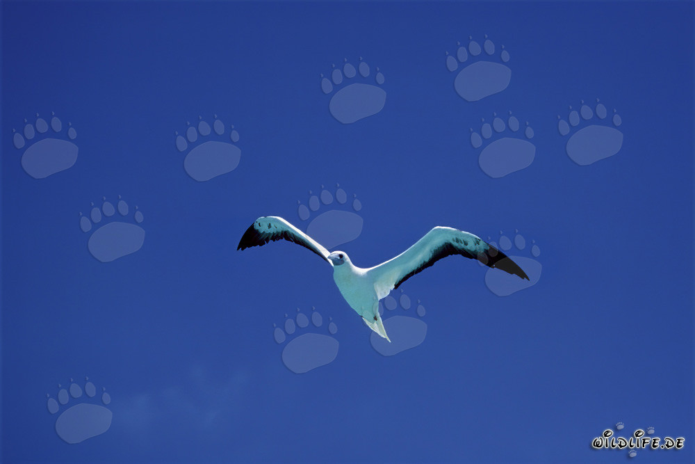 Vuelo majestuoso del alcatraz de patas rojas en el atolón de Midway