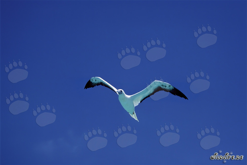 Vol majestueux du fou à pieds rouges sur l'atoll de Midway