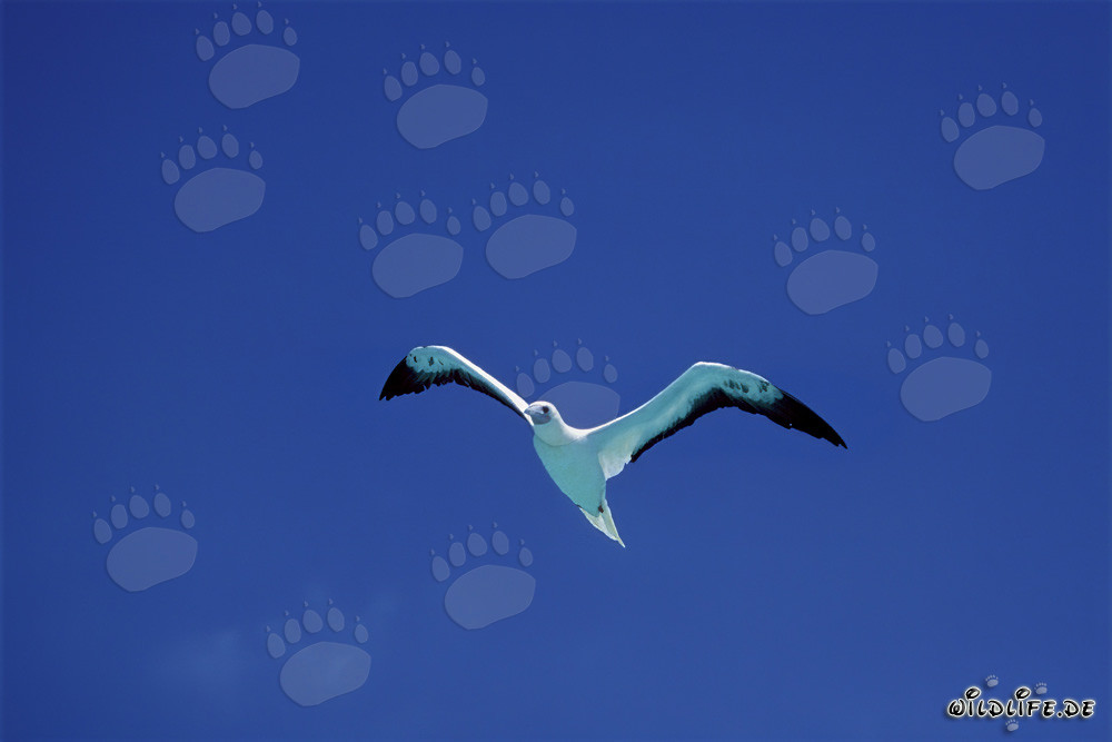 Majestic Flight of the Red-footed Booby on Midway Atoll