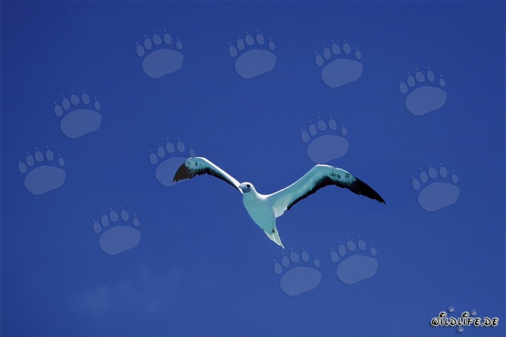 Majestätischer Flug des Rotfußtoelpels auf Midway Atoll