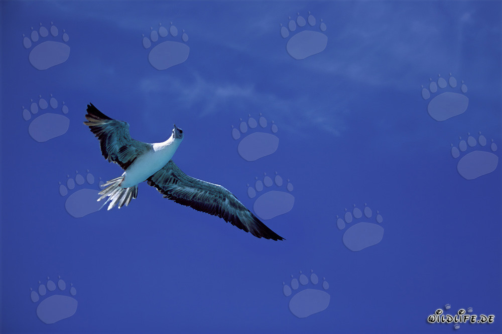 Fascinante vuelo del Piquero de patas rojas