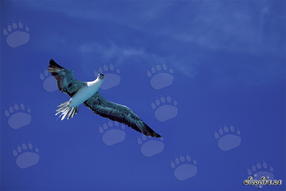 Fascinating Flight of the Red-footed Booby