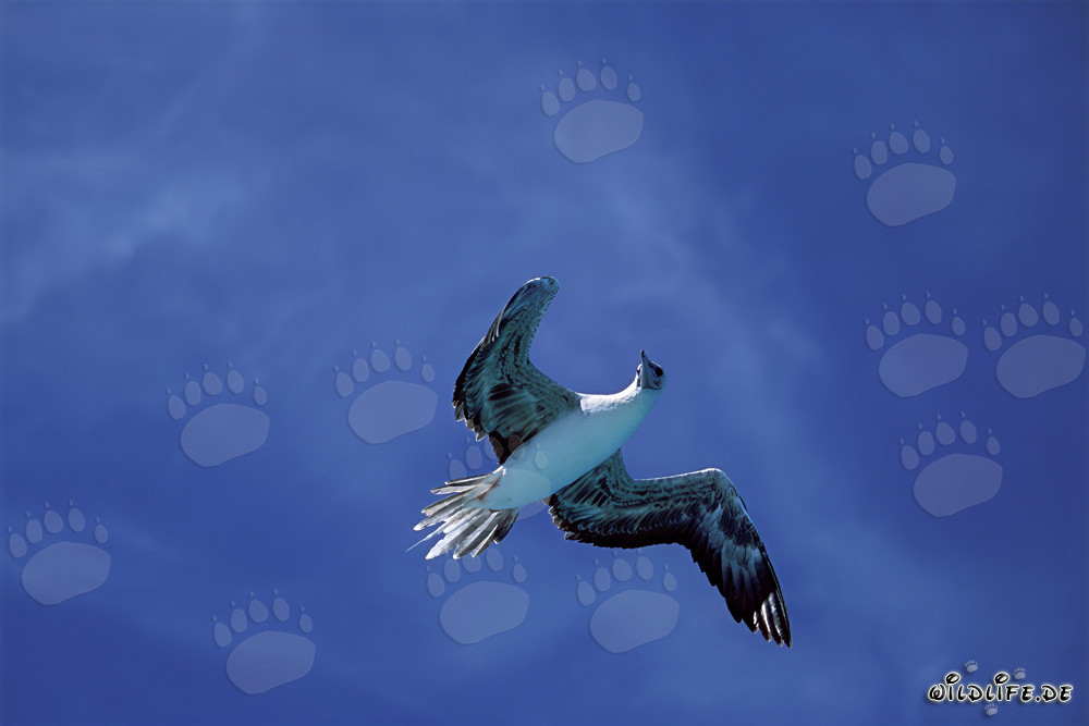 Majestätischer Flug des Rotfußtölpels auf Midway Atoll
