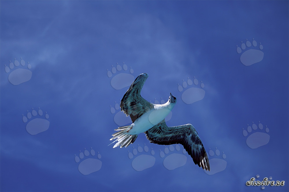Majestic Flight of the Red-footed Booby on Midway Atoll