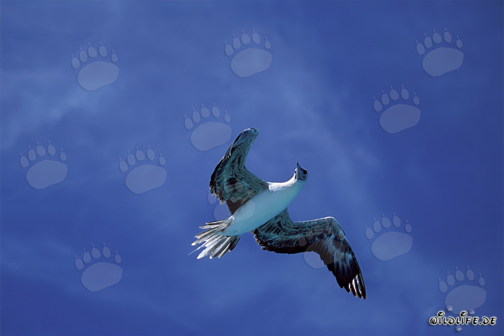 Volo maestoso del sule rosso su Midway Atoll