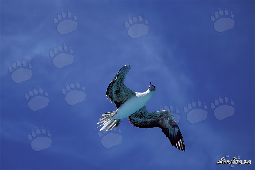 Vuelo majestuoso del piquero de patas rojas en Midway Atoll