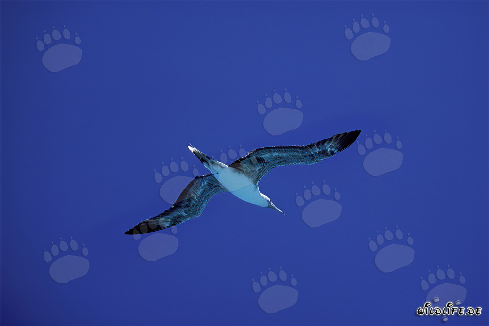 Élégant vol du fou à pieds rouges au-dessus de Midway Atoll