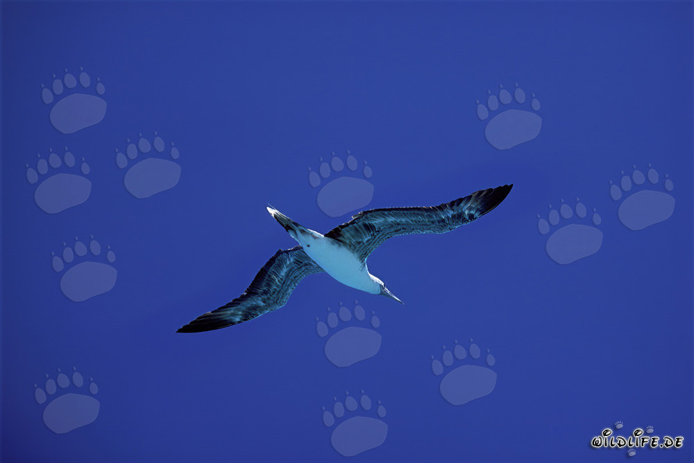 Elegante vuelo del piquero de patas rojas sobre Midway Atoll