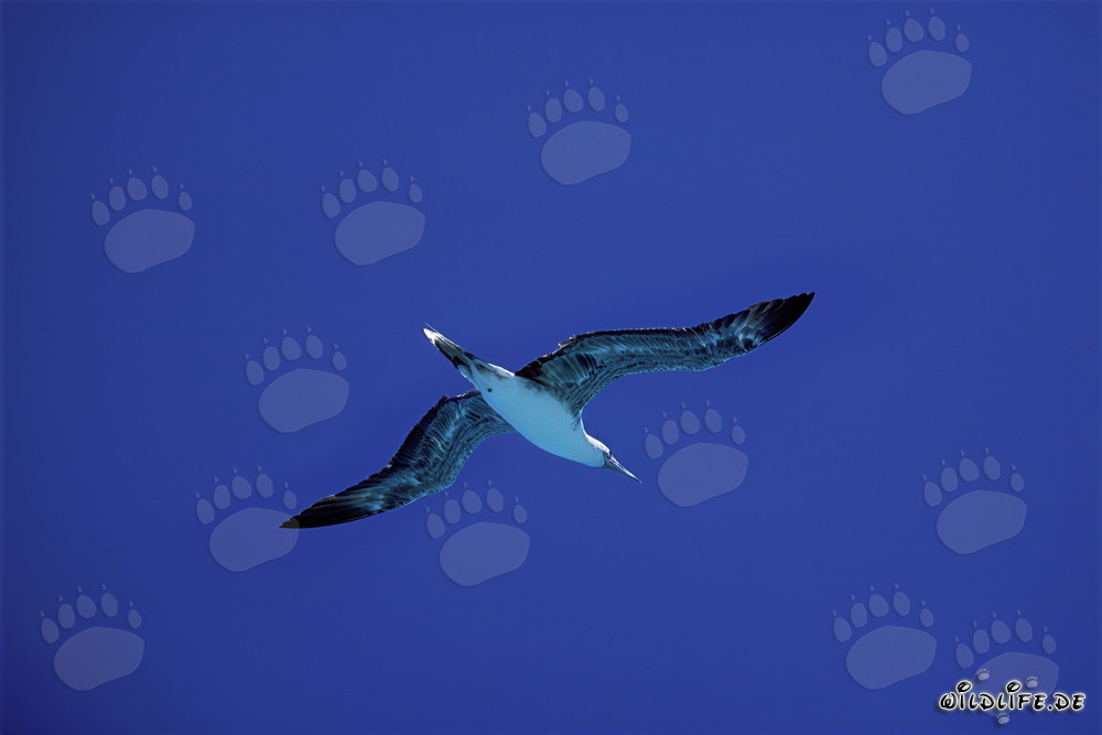 Graceful Flight of the Red-footed Booby over Midway Atoll