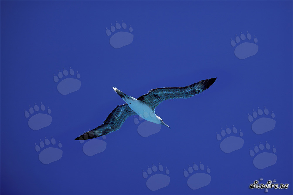 Elegante volo del sule rosse sopra Midway Atoll