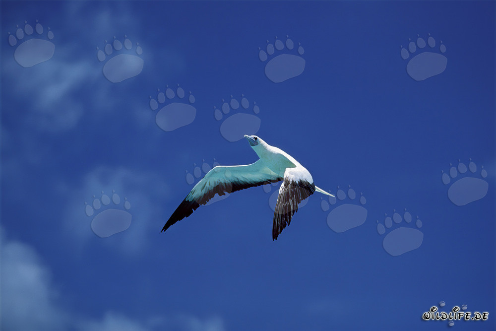 Alcatraz patirrojo en Midway Atoll pescando