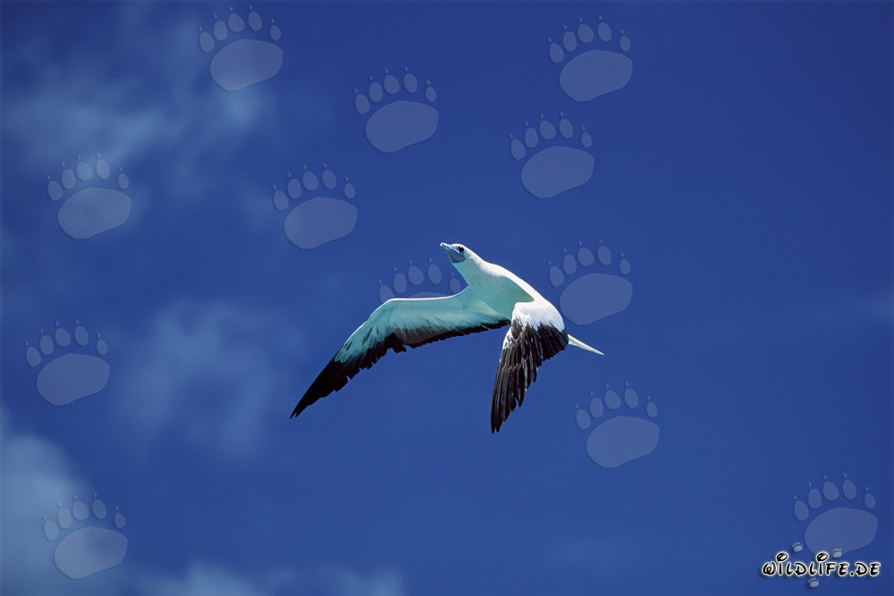Rotfußtoelpel auf Midway Atoll beim Fischfang