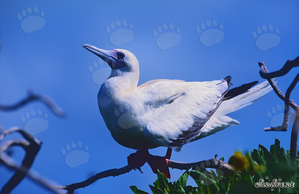 Fous à pieds rouges sur l'île de l'Est