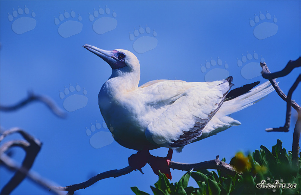Piquero de patas rojas en la Isla del Este