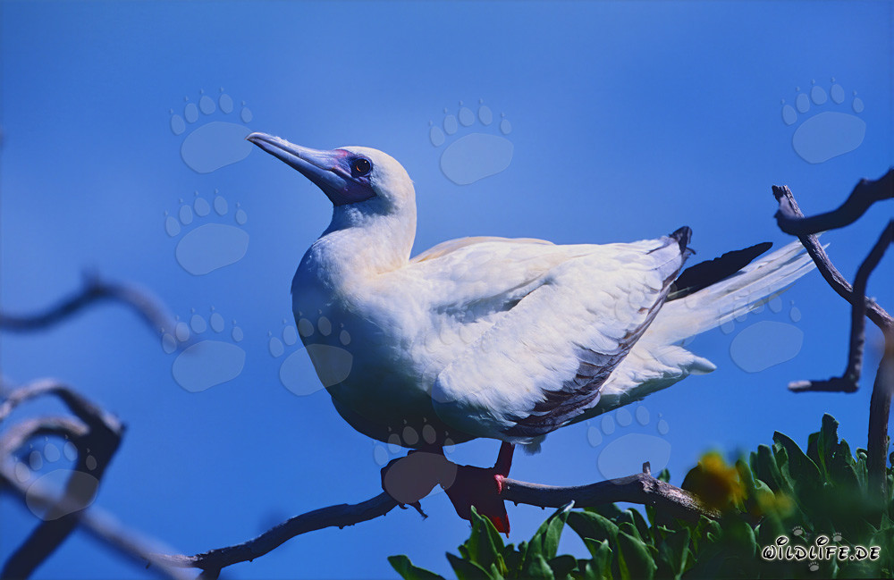 Red-footed Booby on Eastern Island