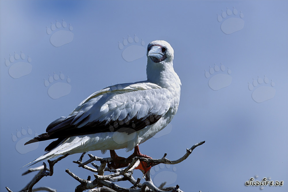 Fous à pieds rouges sur l'arbre