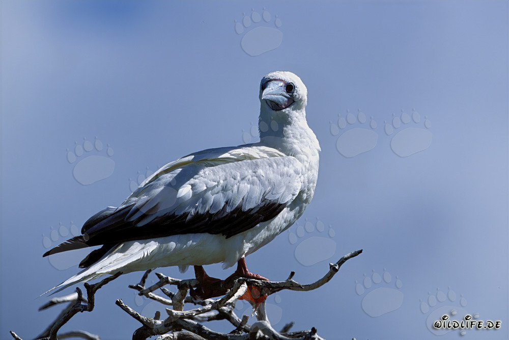 Piquero de patas rojas en el árbol