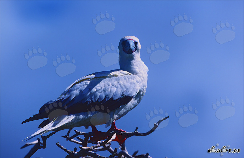 Fou di Uccelli Rossi sull'albero