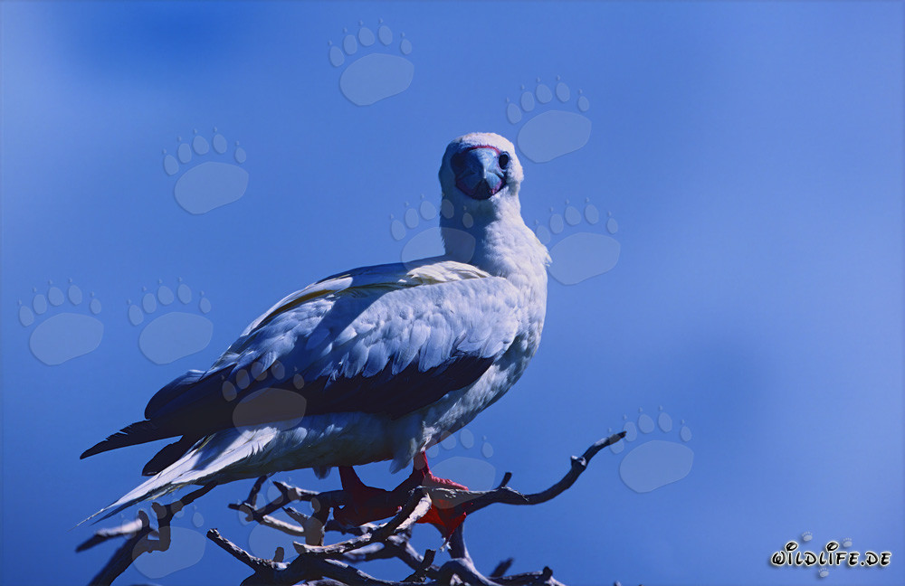 Fous à pieds rouges sur l'arbre