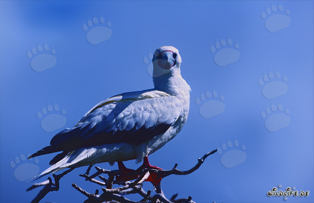 Red-footed Booby on the tree