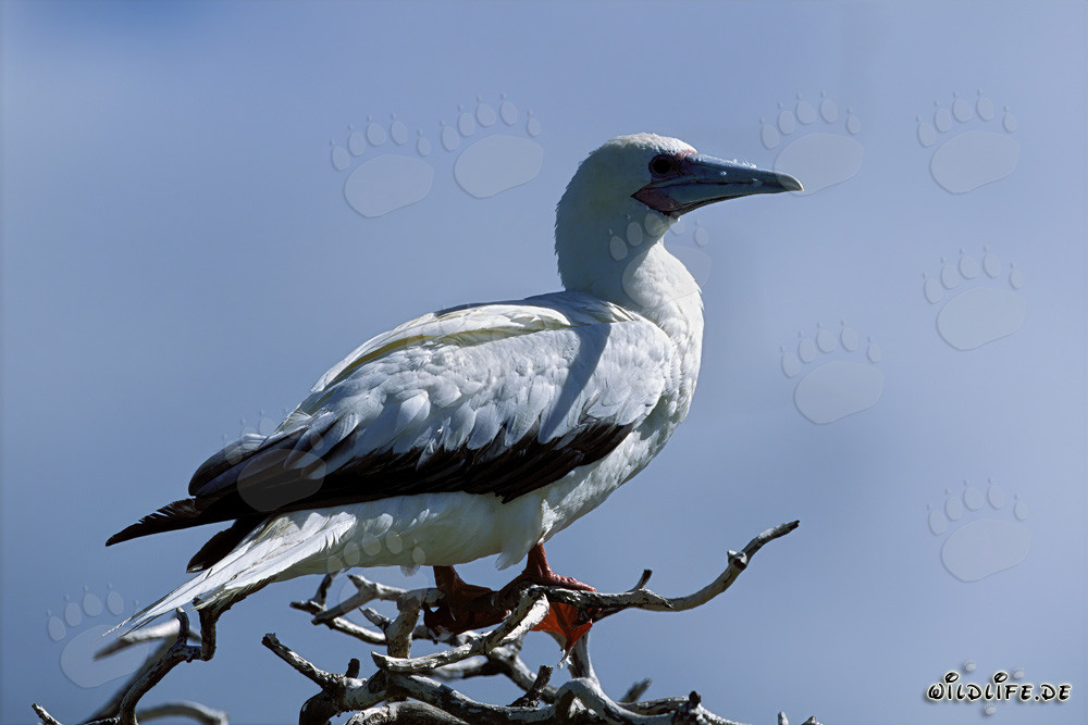 Fous à pieds rouges sur l'arbre
