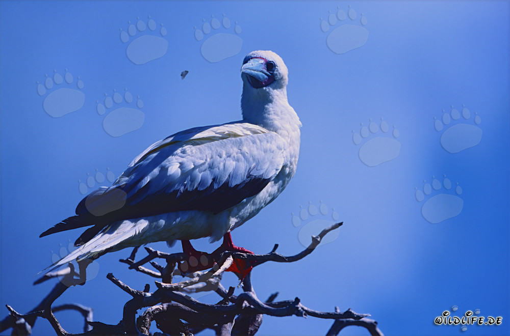 Fous à pieds rouges sur l'arbre