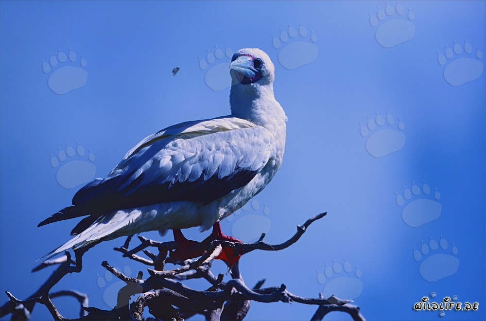 Piquero de patas rojas en el árbol