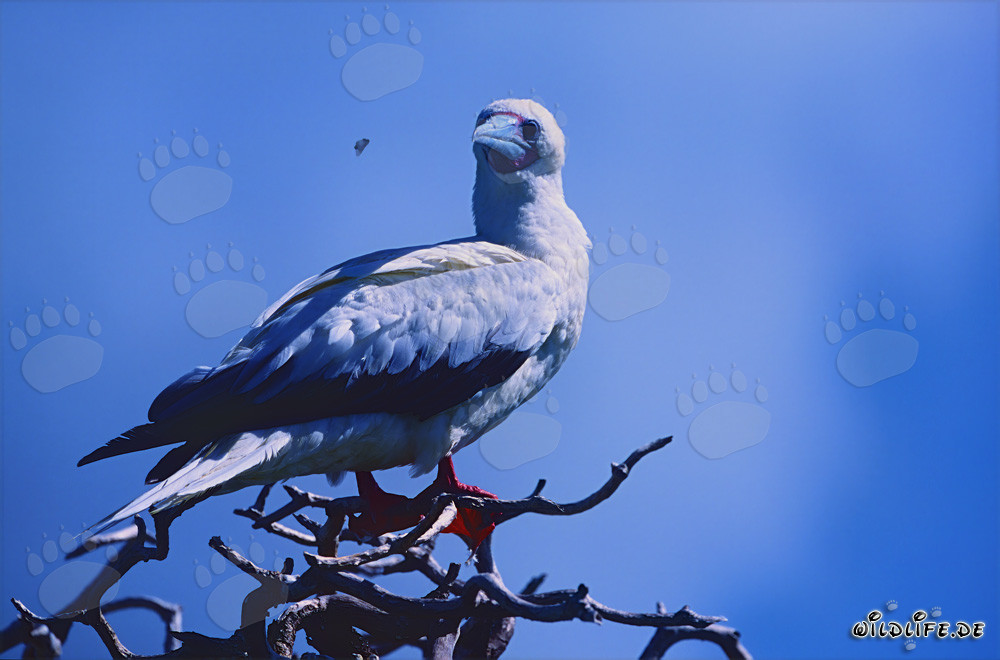 Red-footed Booby on the tree