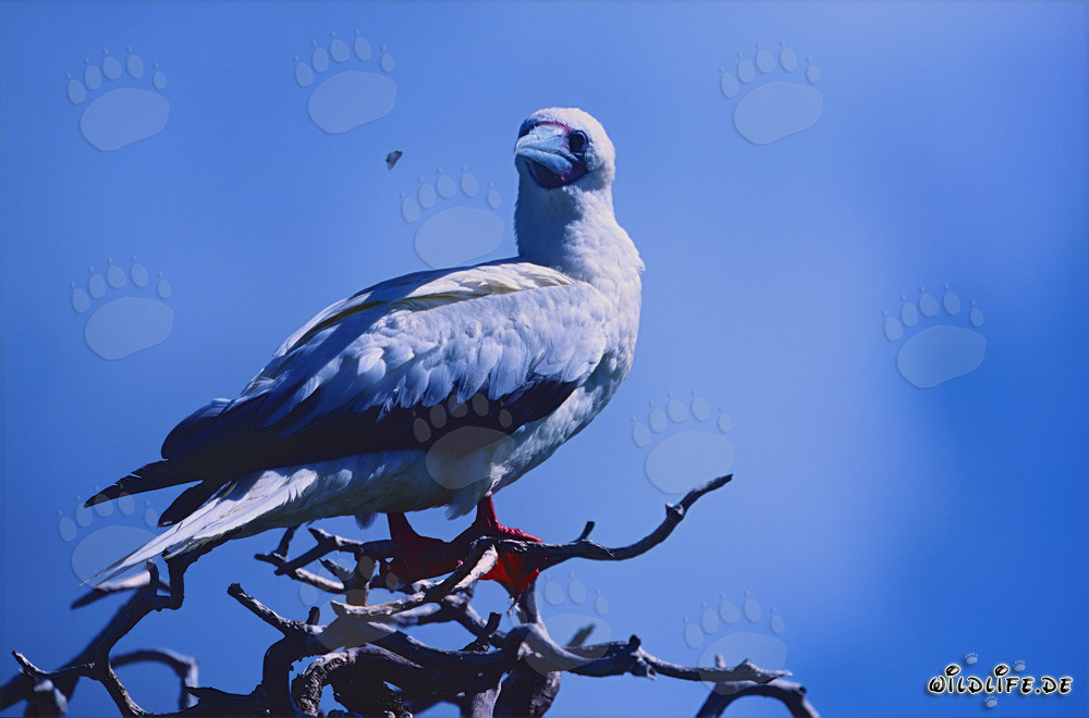 Rotfußtölpel auf dem Baum