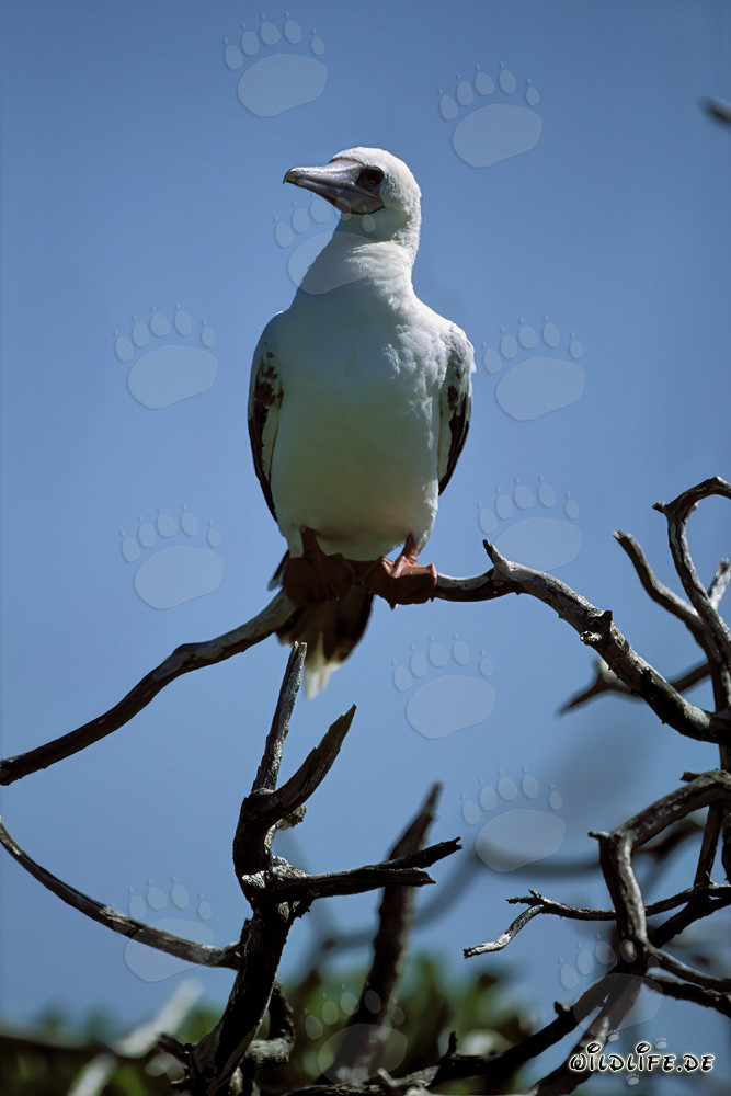 Fous à pieds rouges sur l'arbre