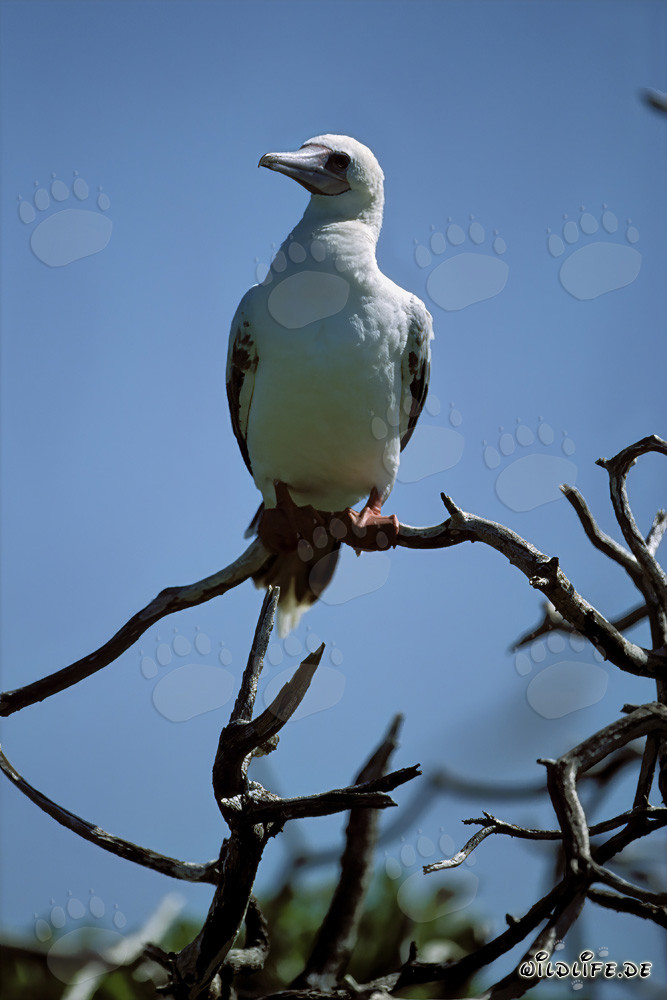 Piquero de patas rojas en el árbol