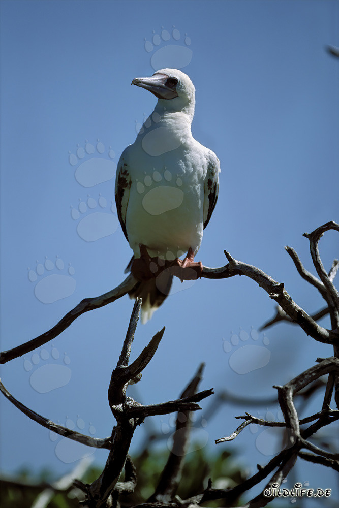 Red-footed Booby on the tree