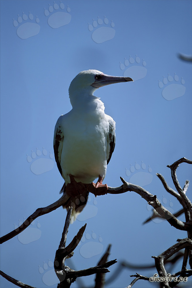 Fou à pieds rouges sur l'arbre