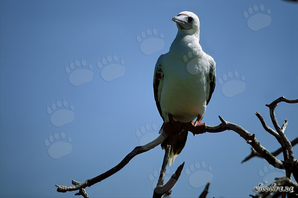 Fous à pieds rouges sur l'arbre