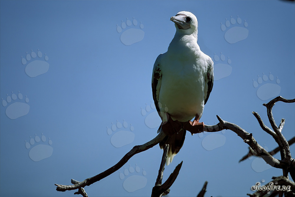 Piquero de patas rojas en el árbol
