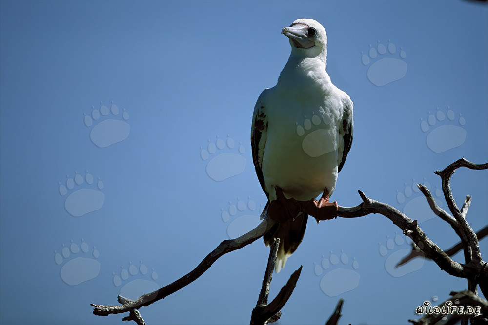 Red-footed Booby on the tree