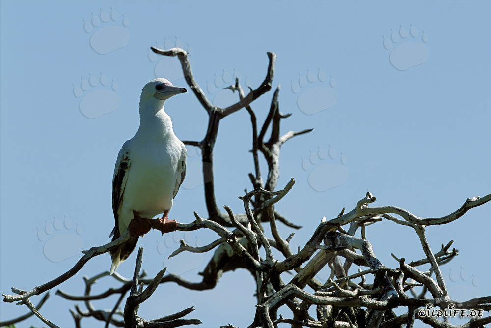 Fou à pieds rouges sur l'arbre