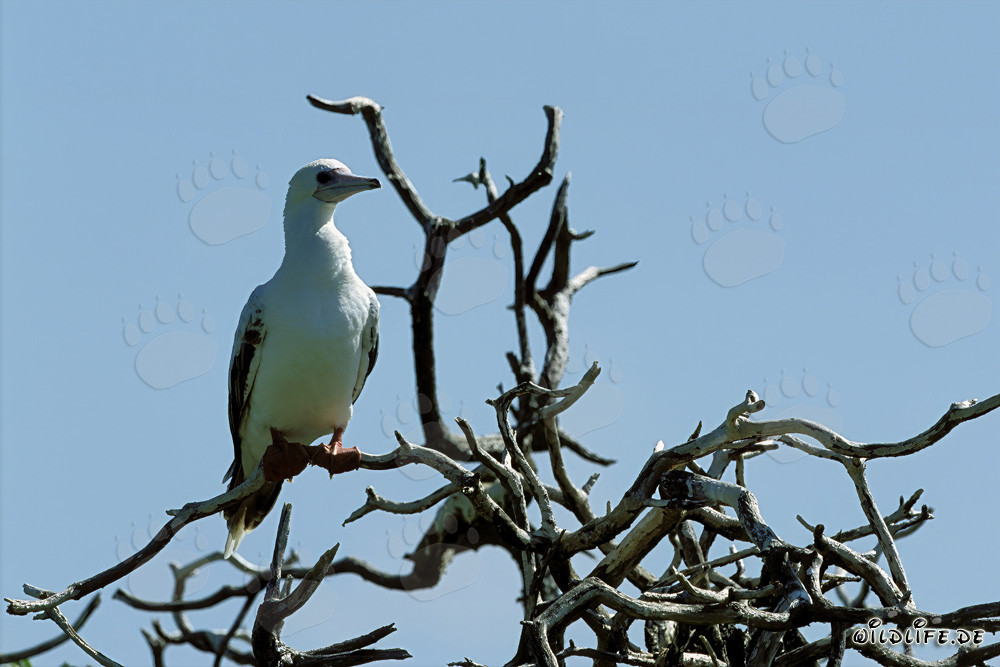 Fou di Uccello su albero