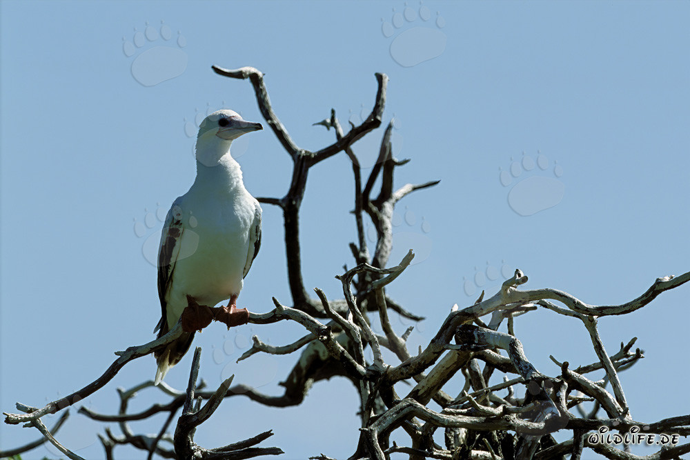 Red-footed Booby on the tree