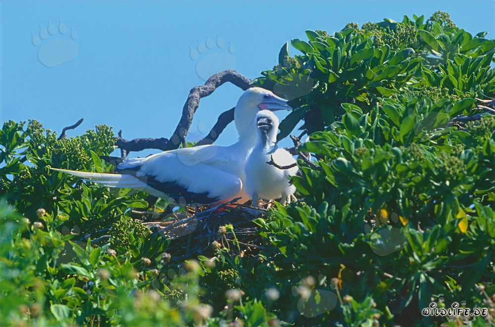 Fou à pieds rouges avec son poussin sur Midway Atoll
