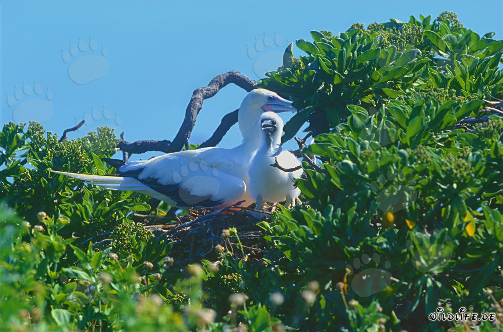 Fulmaro dai piedi rossi con il suo pulcino a Midway Atoll