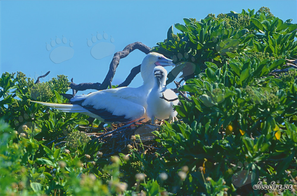 Red-footed Booby with chick on Midway Atoll
