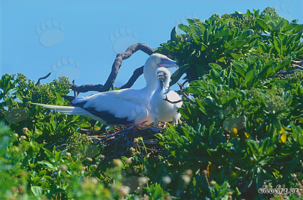 Rotfußtölpel mit Küken auf Midway Atoll